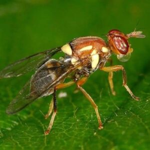 FRUITFLY